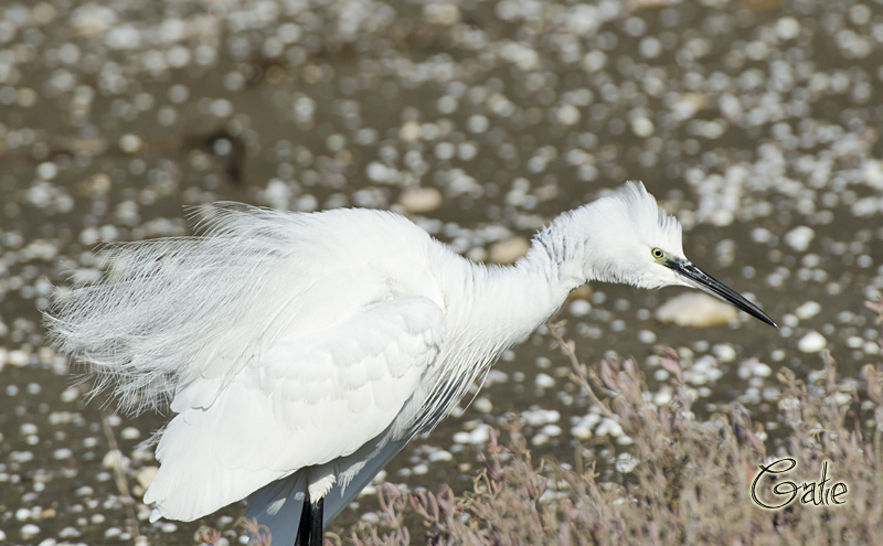 Egretta garzetta